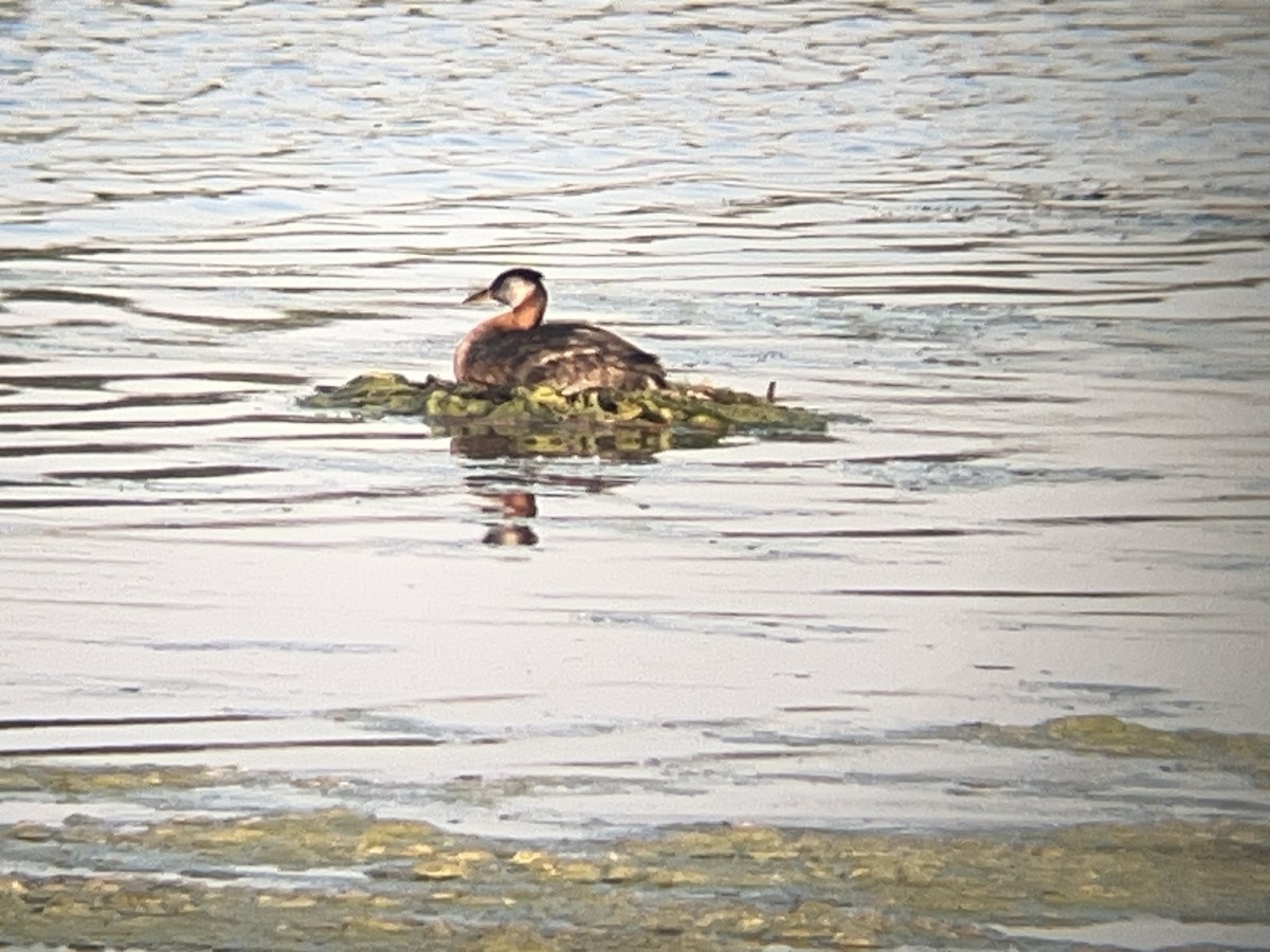 Red-necked Grebe - ML637559614