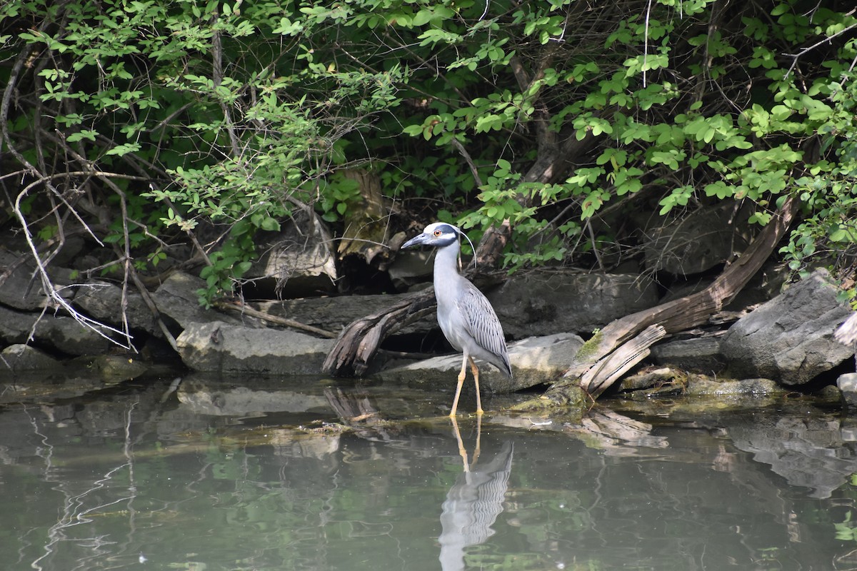 Yellow-crowned Night Heron - ML637559615