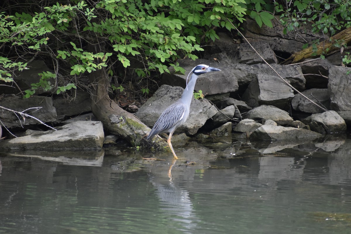 Yellow-crowned Night Heron - ML637559616