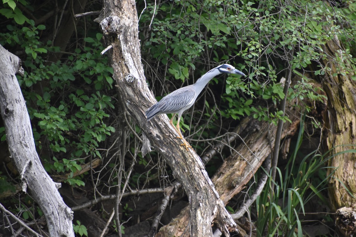 Yellow-crowned Night Heron - ML637559617
