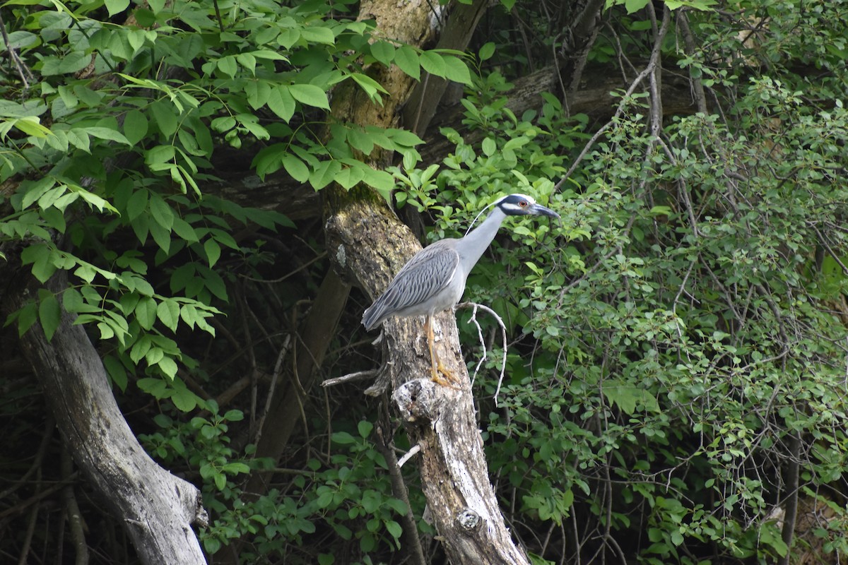 Yellow-crowned Night Heron - ML637559618