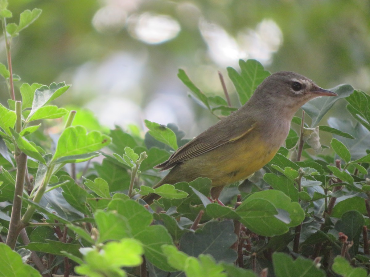 MacGillivray's Warbler - ML637559623