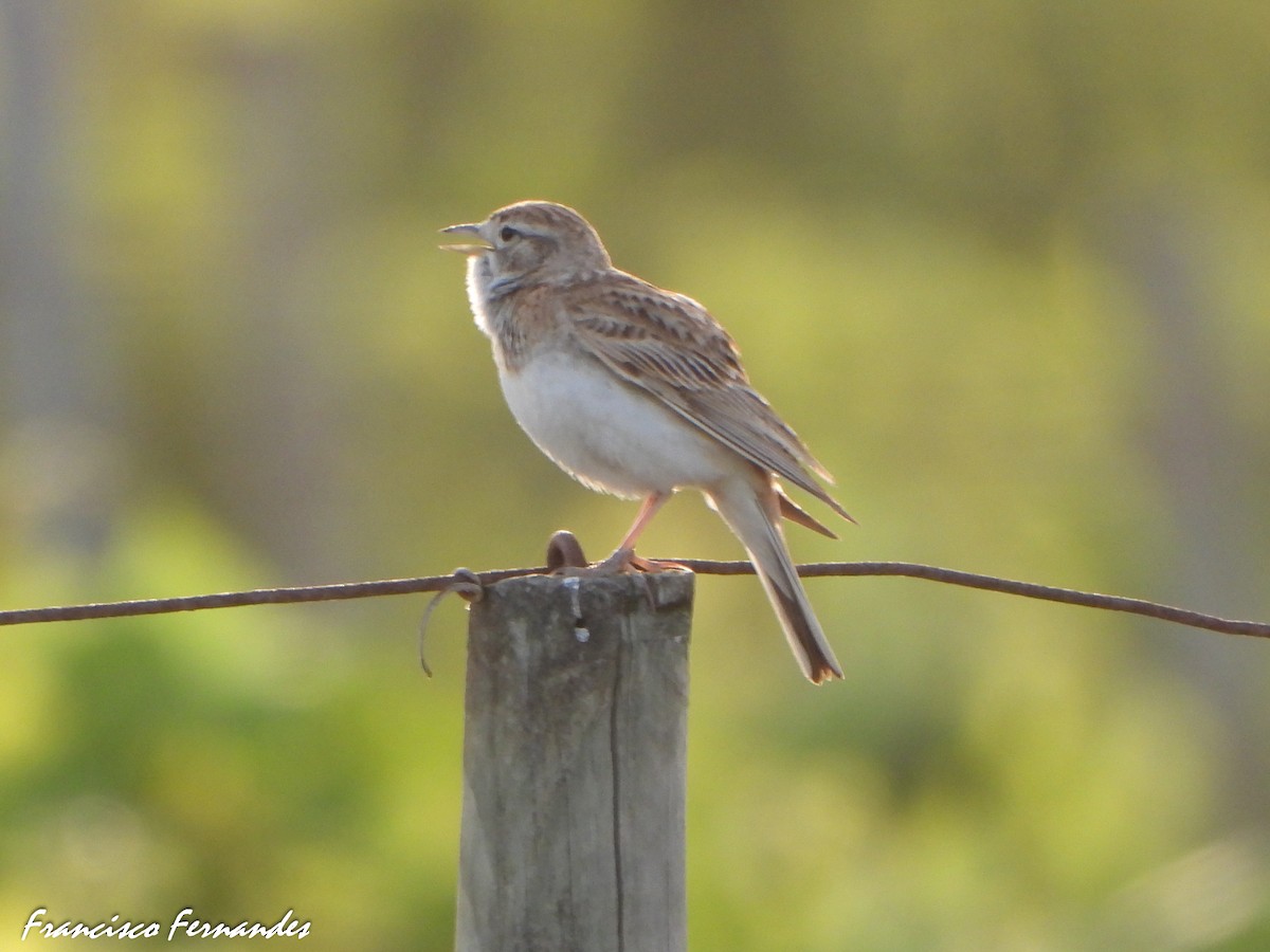 Calandrella - ML637559635