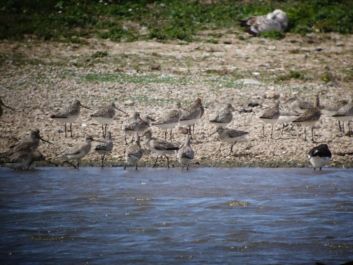 Bar-tailed Godwit - ML637559651