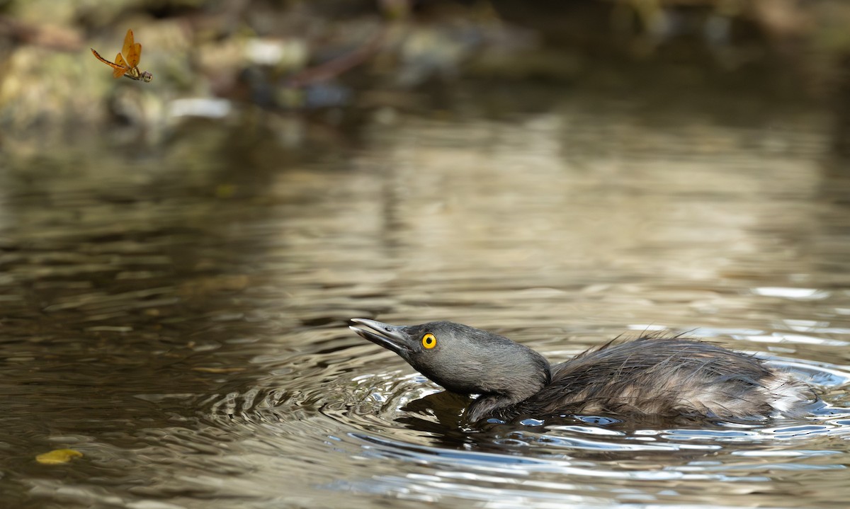 Least Grebe - ML637559684