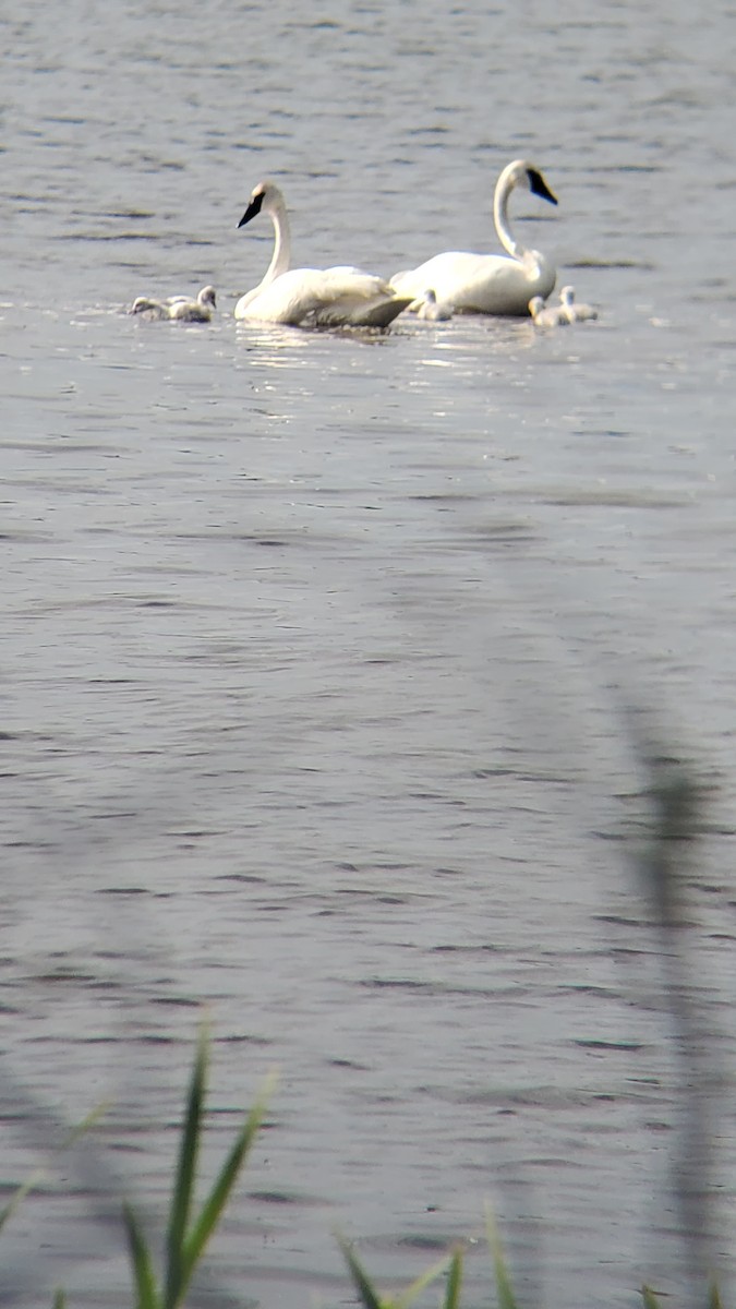 Trumpeter Swan - ML637559690