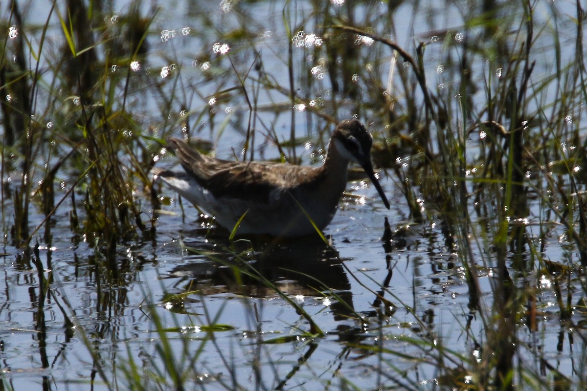 Falaropo di Wilson - ML637559730