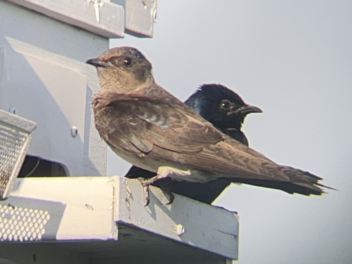 Purple Martin - ML637559738