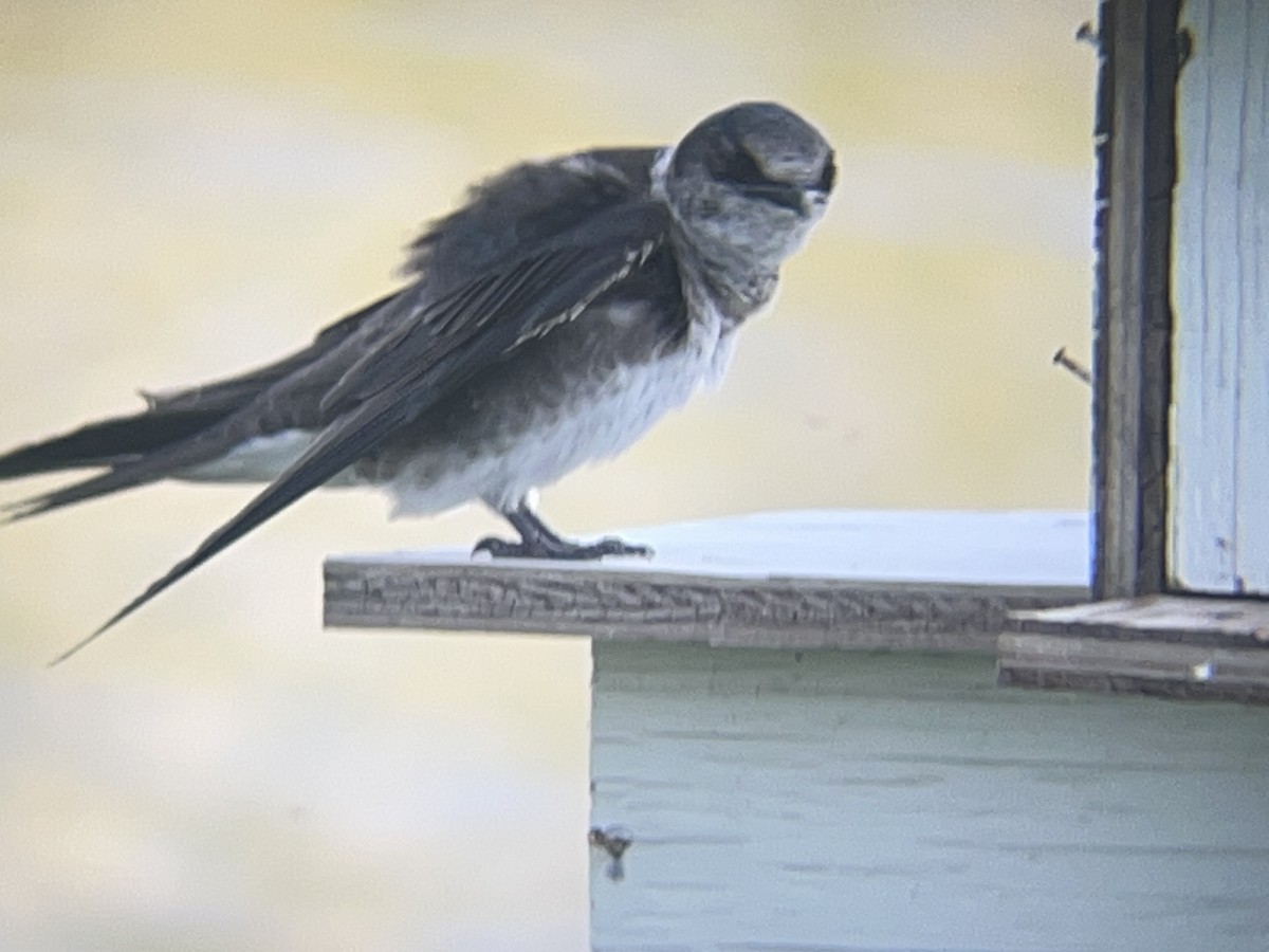 Purple Martin - ML637559739