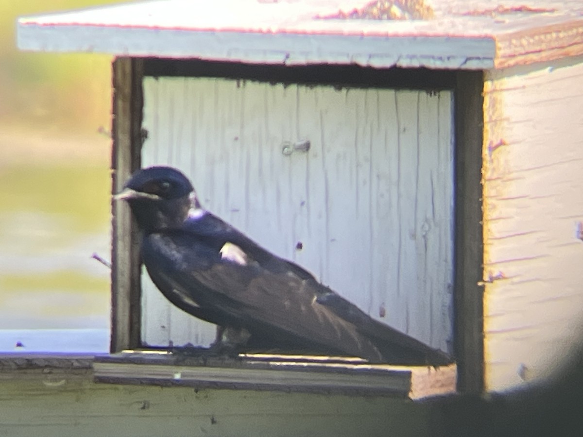 Purple Martin - ML637559740