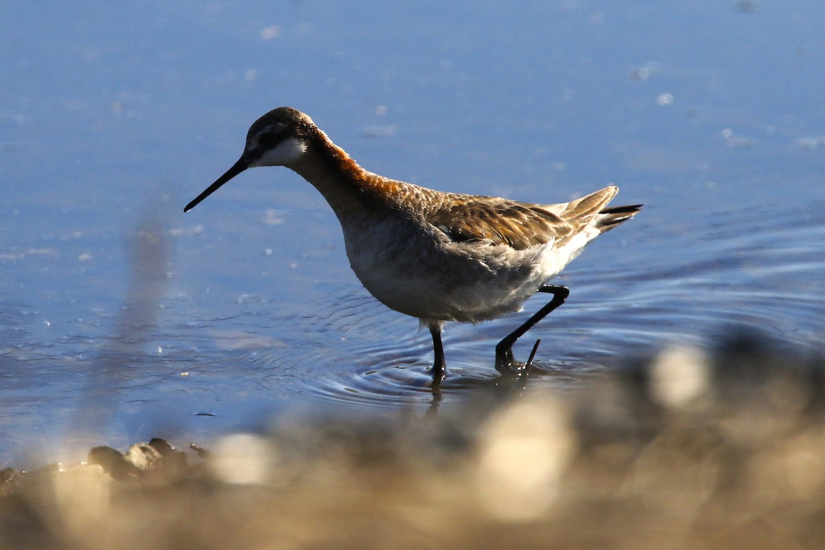 Falaropo di Wilson - ML637559746