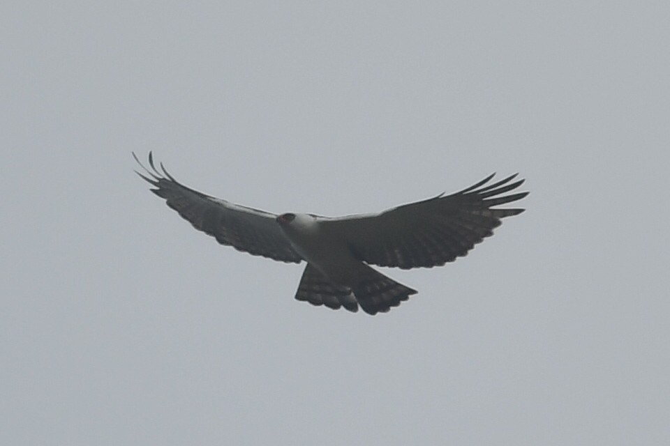 Black-and-white Hawk-Eagle - ML637559791