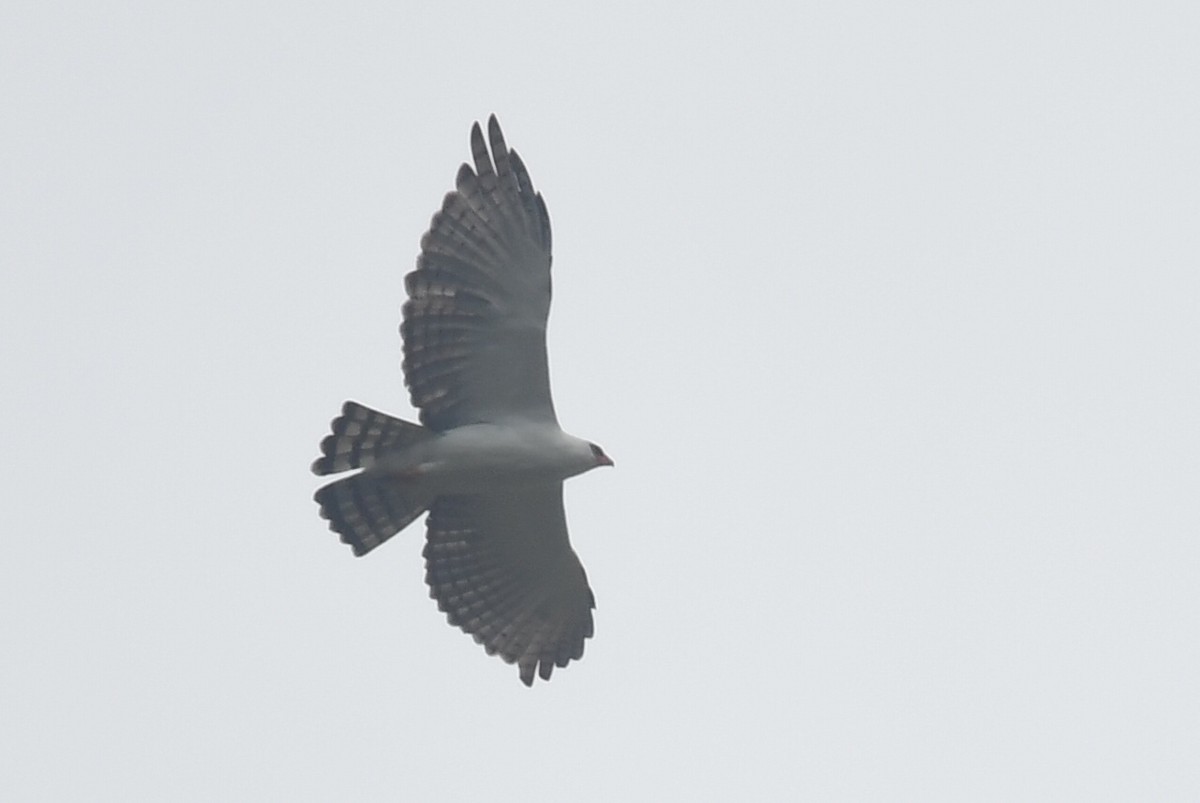 Black-and-white Hawk-Eagle - ML637559795