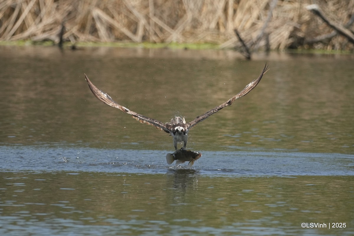 Скопа - ML637559804