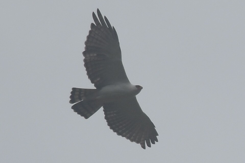 Black-and-white Hawk-Eagle - ML637559806
