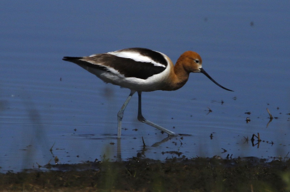 American Avocet - ML637559852
