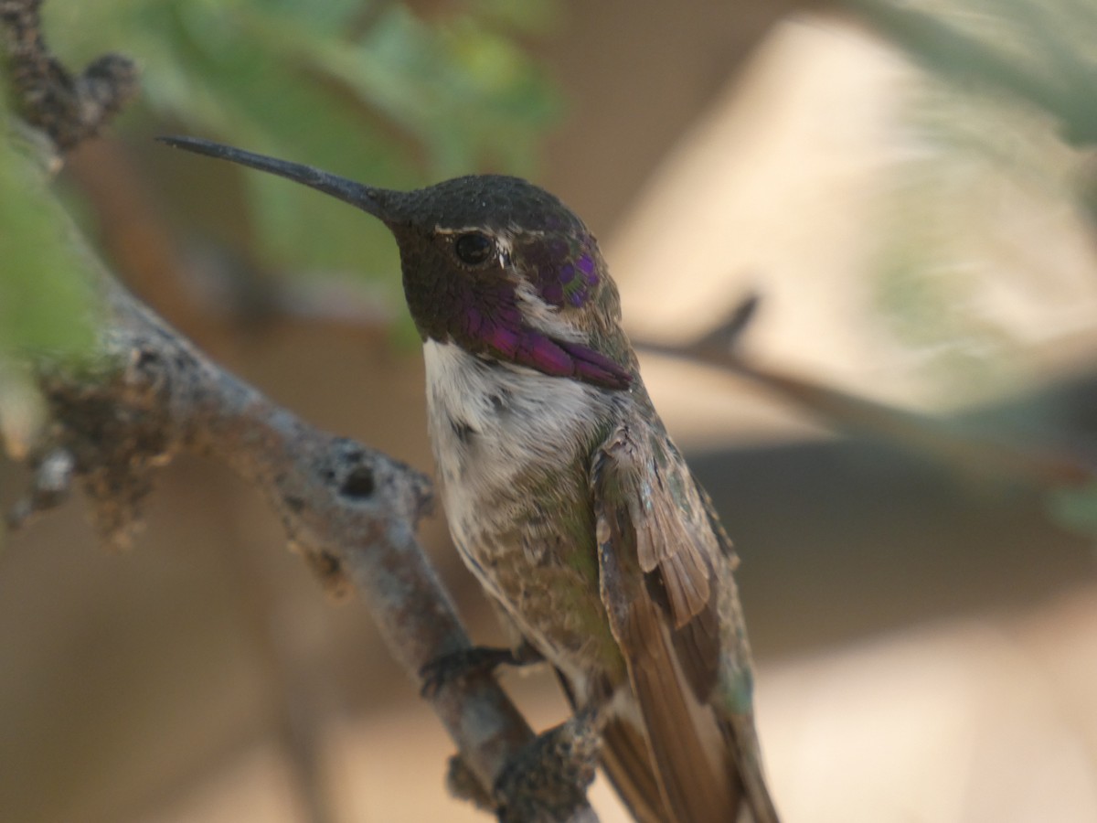 Costa's Hummingbird - ML637559864
