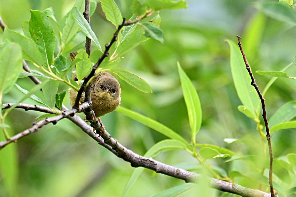 Common Yellowthroat - ML637559885