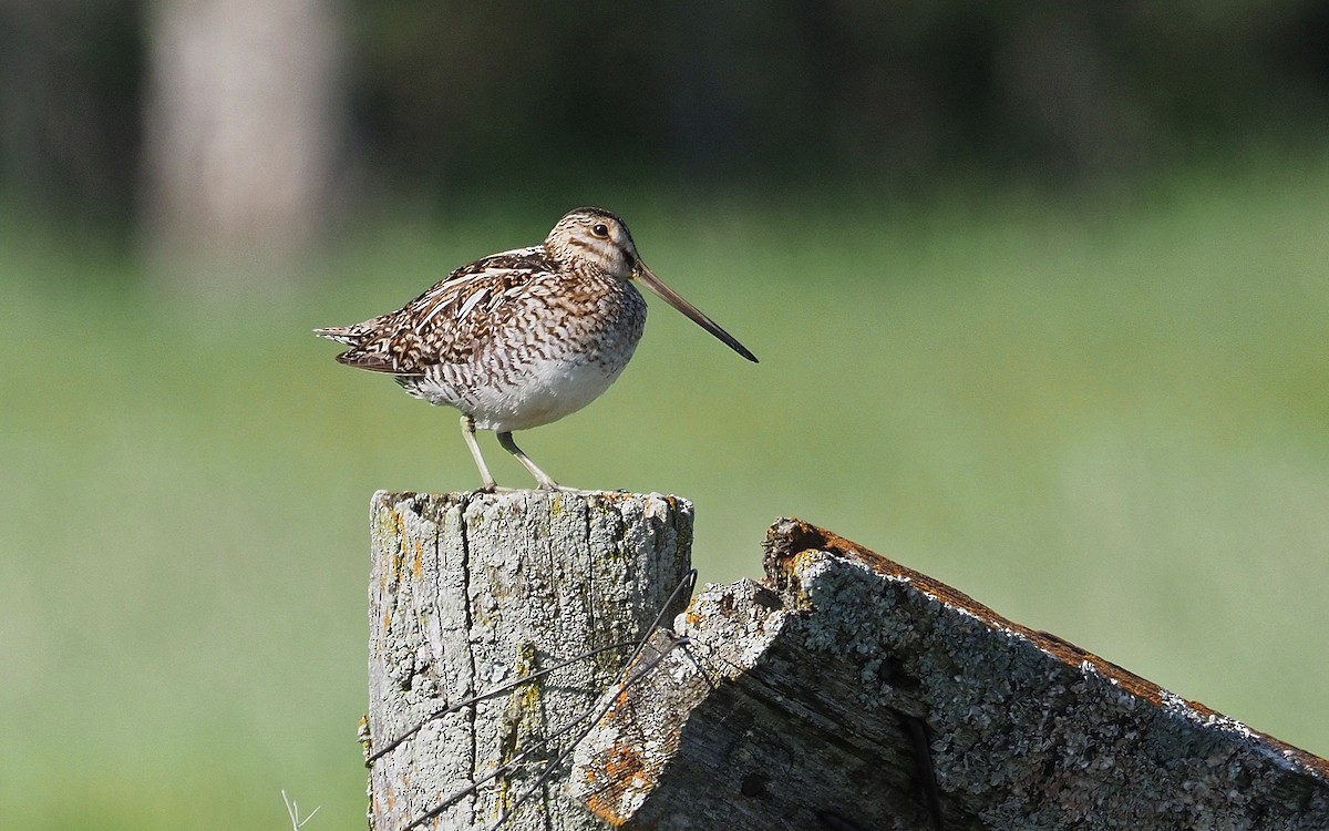 Wilson's Snipe - ML637559938
