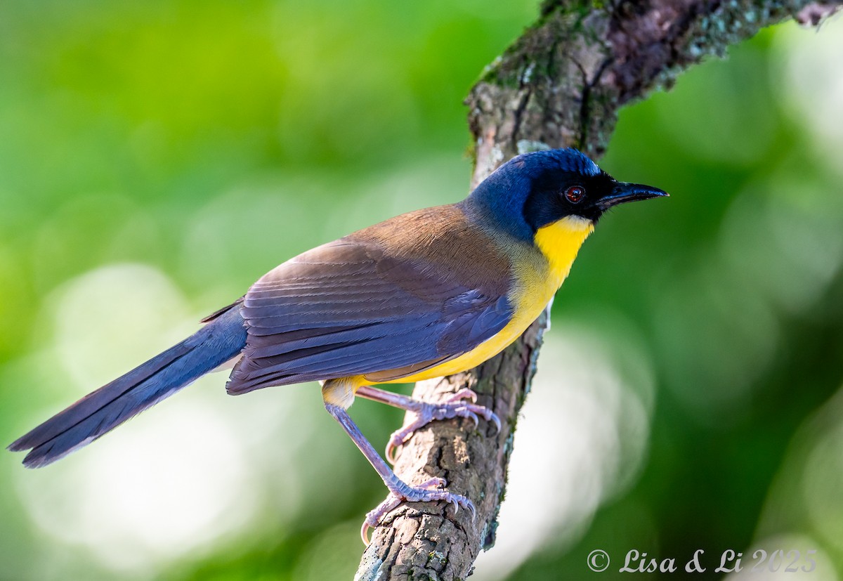 Blue-crowned Laughingthrush - ML637559942