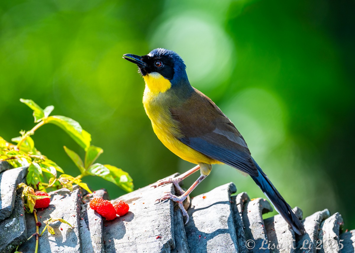 Blue-crowned Laughingthrush - ML637559943
