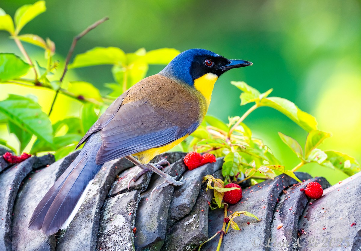 Blue-crowned Laughingthrush - ML637559944