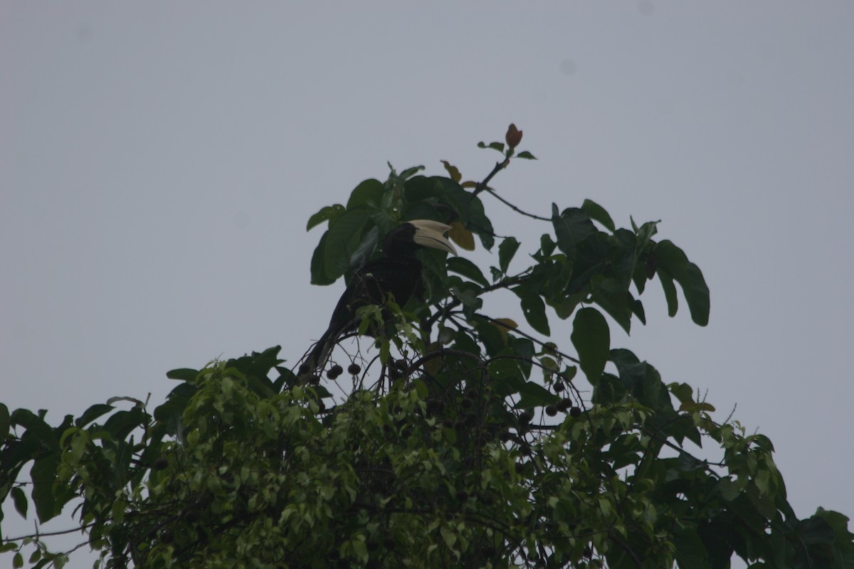 Black Hornbill - ML637559952