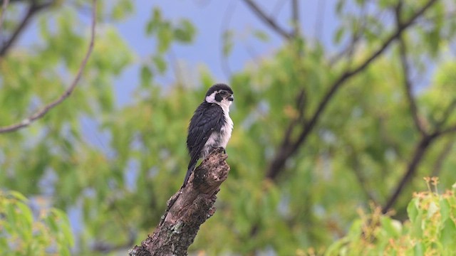 Pied Falconet - ML637560005