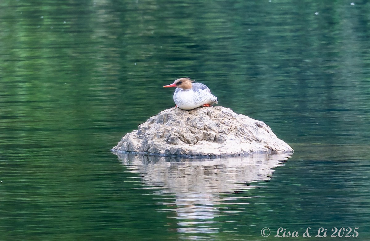 Scaly-sided Merganser - ML637560032