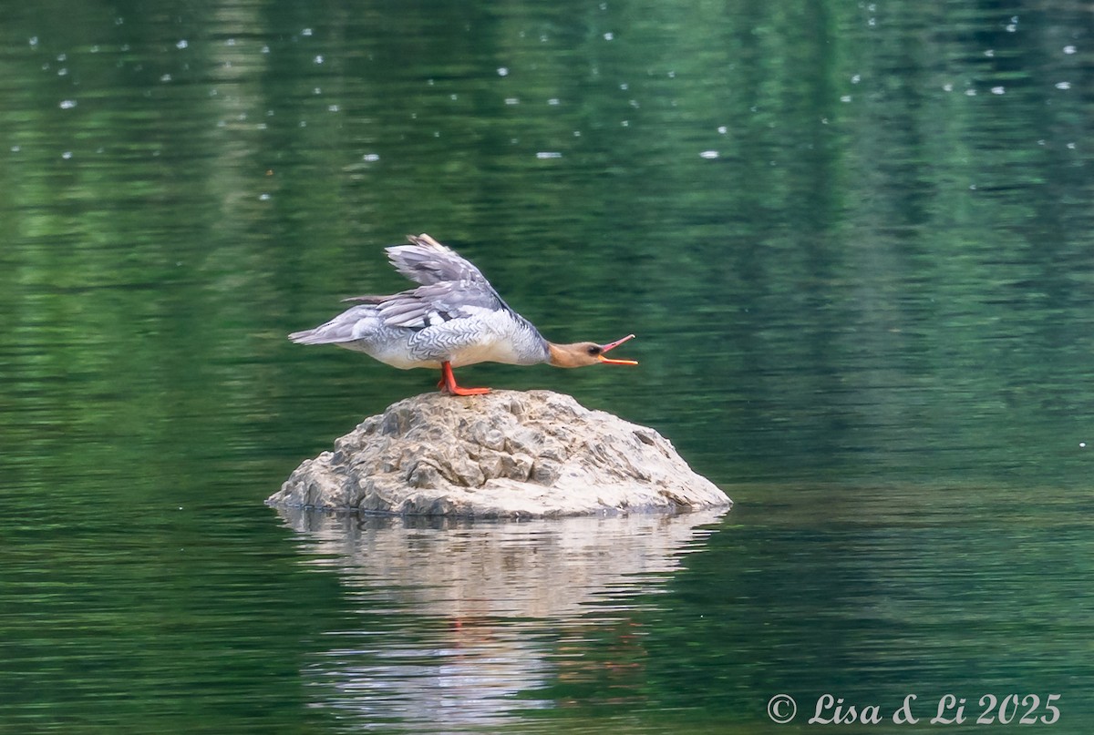 Scaly-sided Merganser - ML637560034