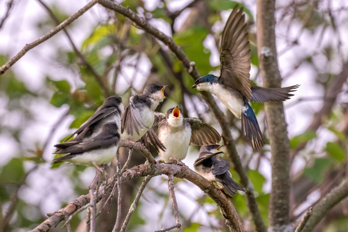 Tree Swallow - ML637560042