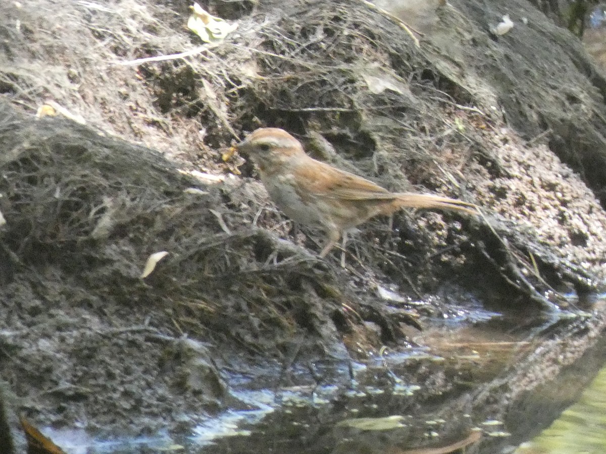 Song Sparrow (fallax Group) - ML637560144