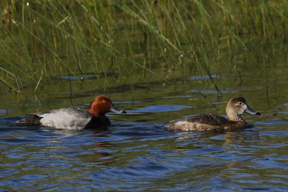 Redhead - ML637560147