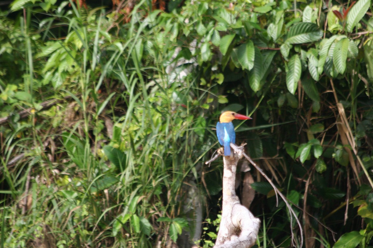 Stork-billed Kingfisher - ML637560148