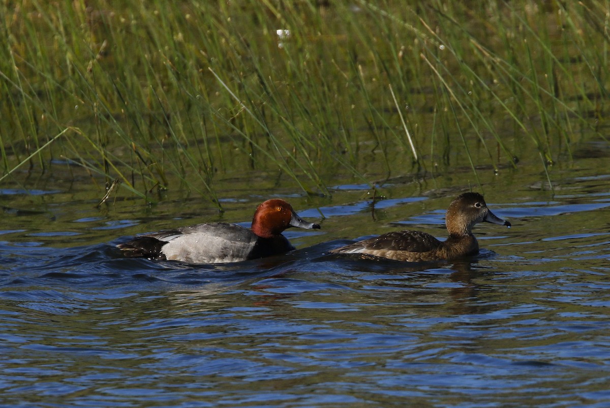 Redhead - ML637560180
