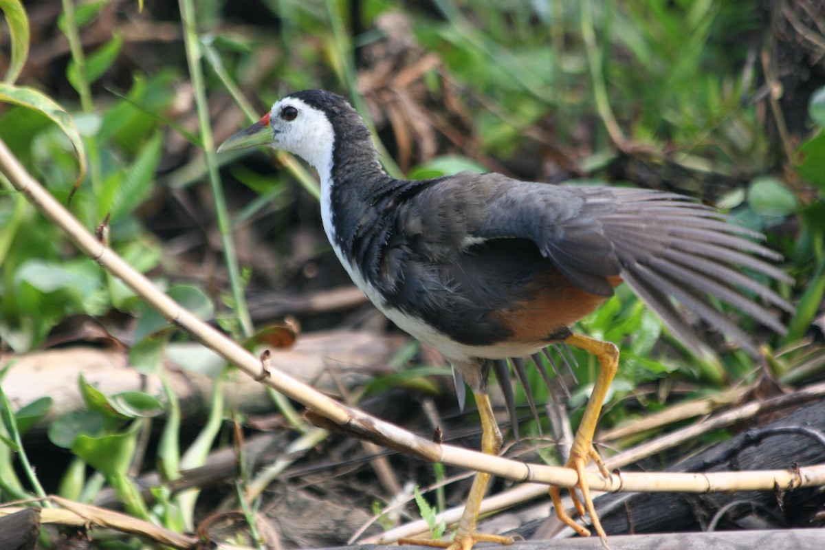 White-breasted Waterhen - ML637560181