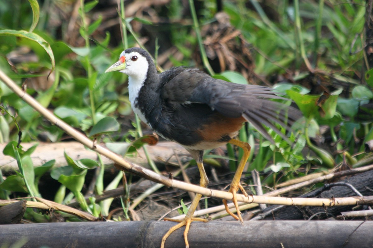 White-breasted Waterhen - ML637560183