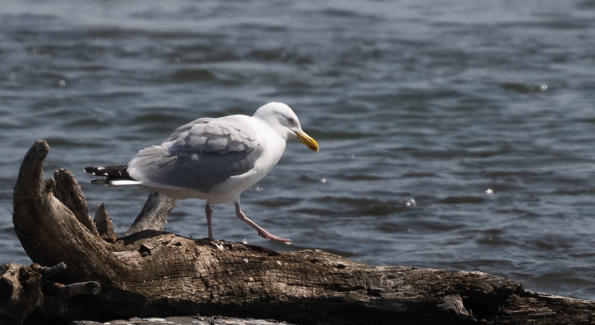 American Herring Gull - ML637560210