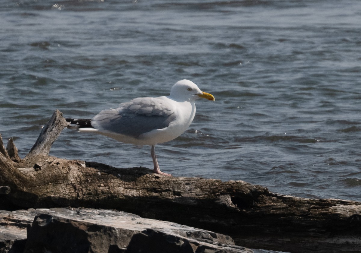 American Herring Gull - ML637560211
