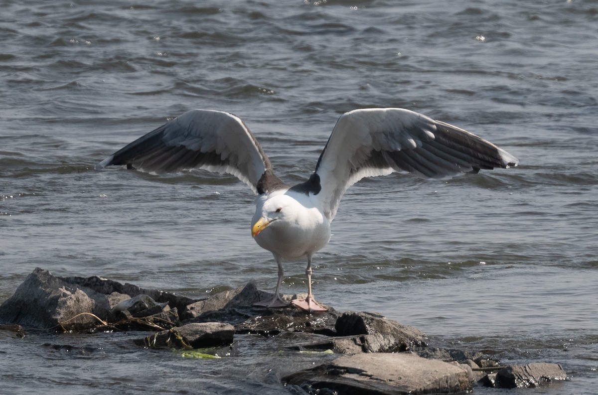 Great Black-backed Gull - ML637560218