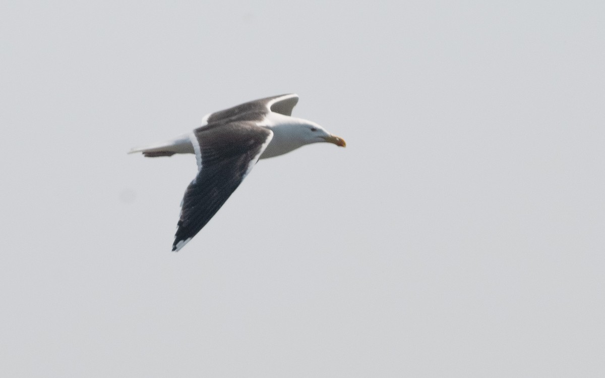Great Black-backed Gull - ML637560219
