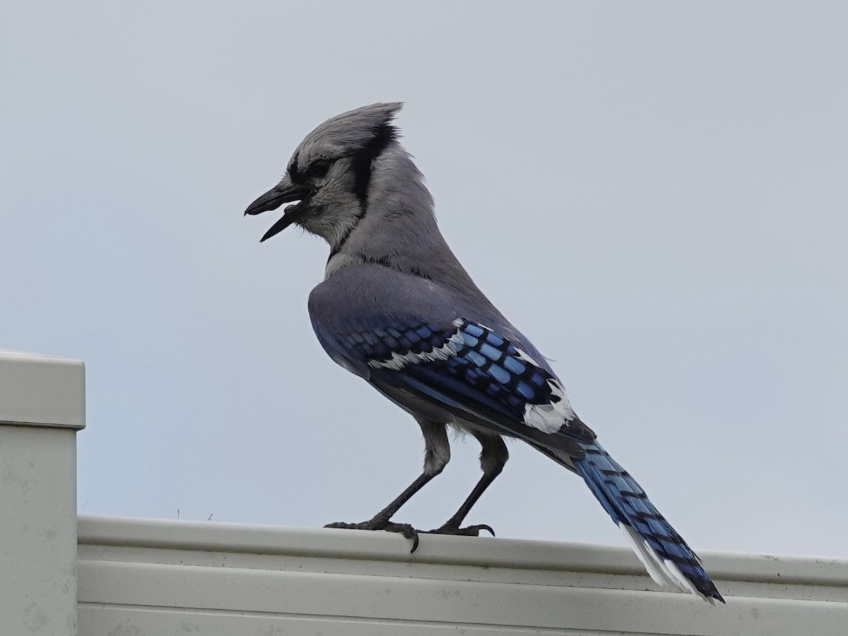 Blue Jay - ML637560249