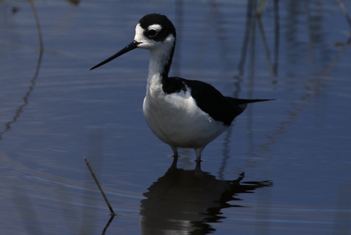 Black-necked Stilt (Black-necked) - ML637560259