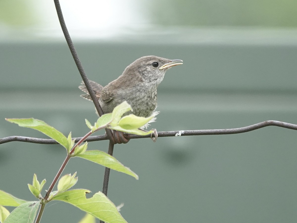 Northern House Wren - ML637560263
