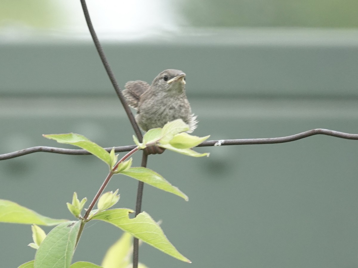 Northern House Wren - ML637560264