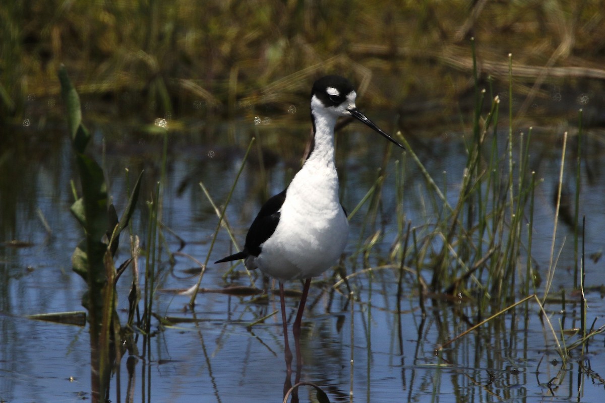 Black-necked Stilt (Black-necked) - ML637560276