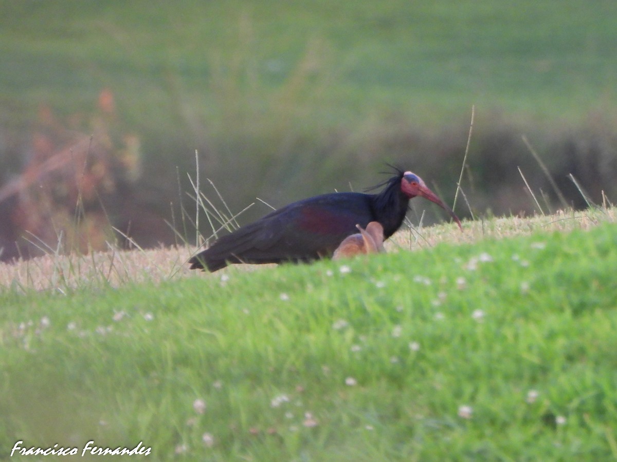 Ibis eremita - ML637560292