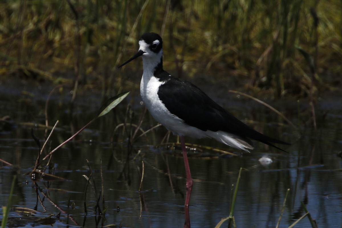 Black-necked Stilt (Black-necked) - ML637560301