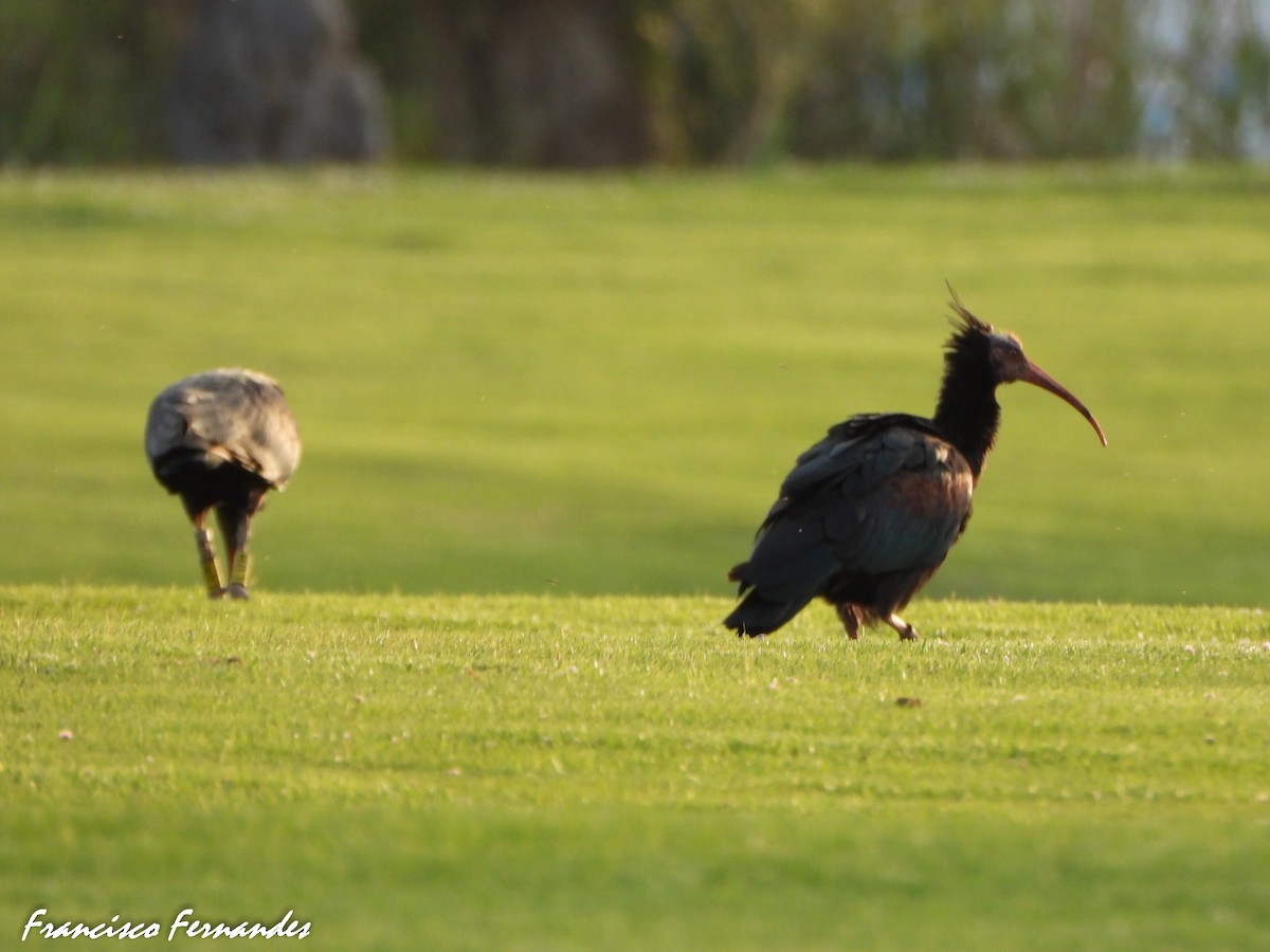 Ibis eremita - ML637560315