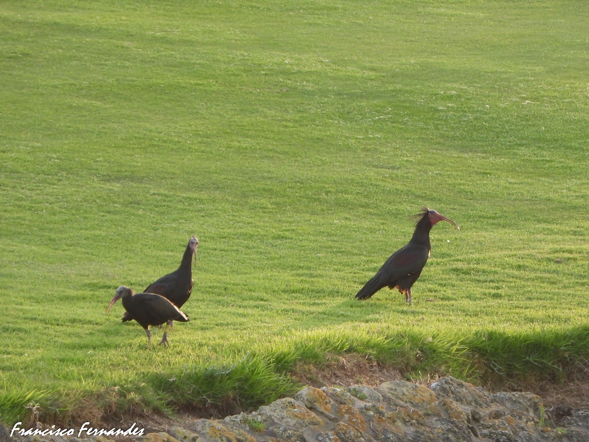 Ibis eremita - ML637560317